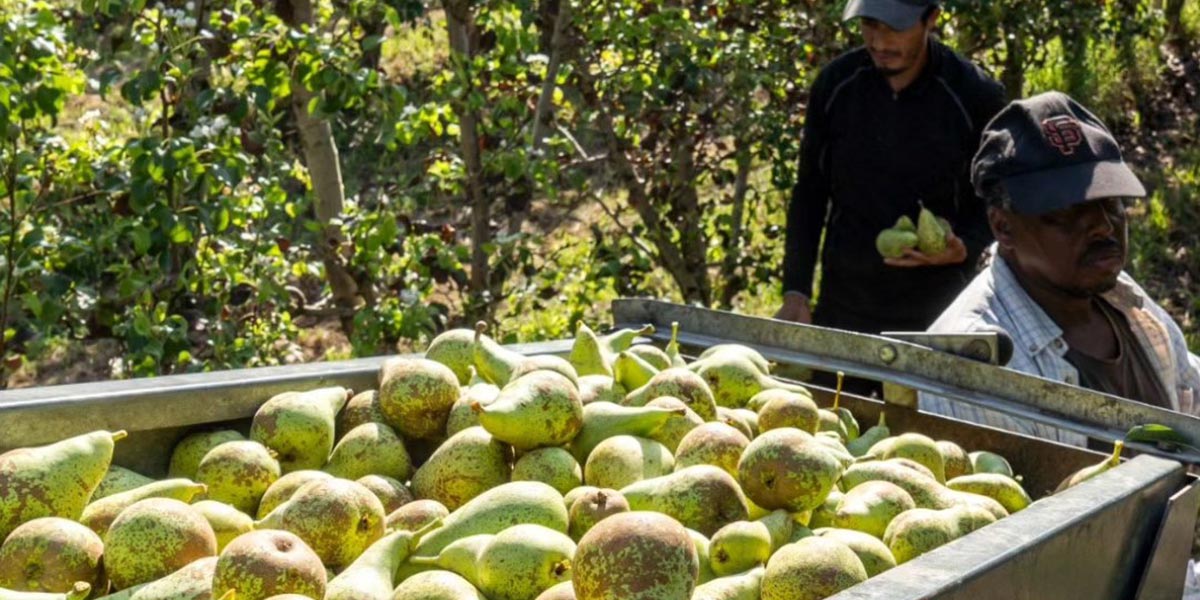 Spagna, la siccità dimezza la produzione di pere